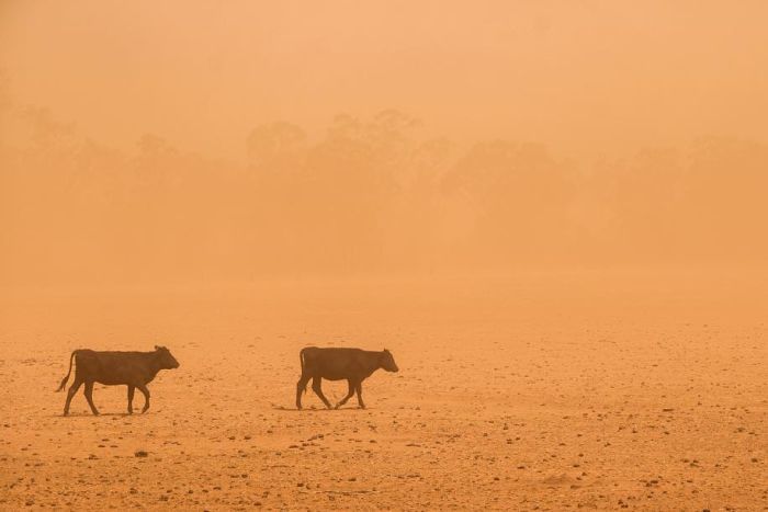 Facing the weather - how the drought is affecting us